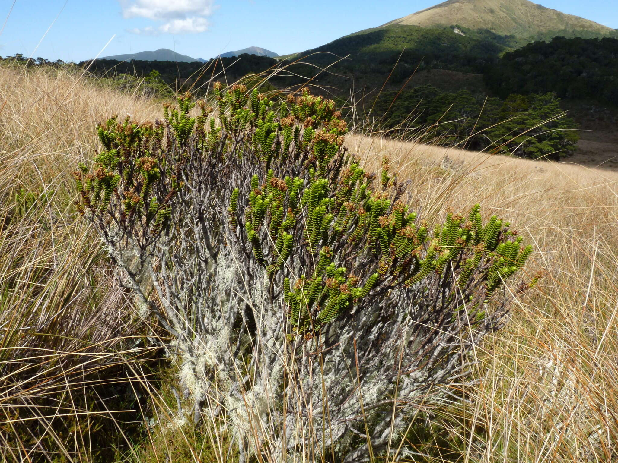 Image de Veronica masoniae (L. B. Moore) Garn.-Jones