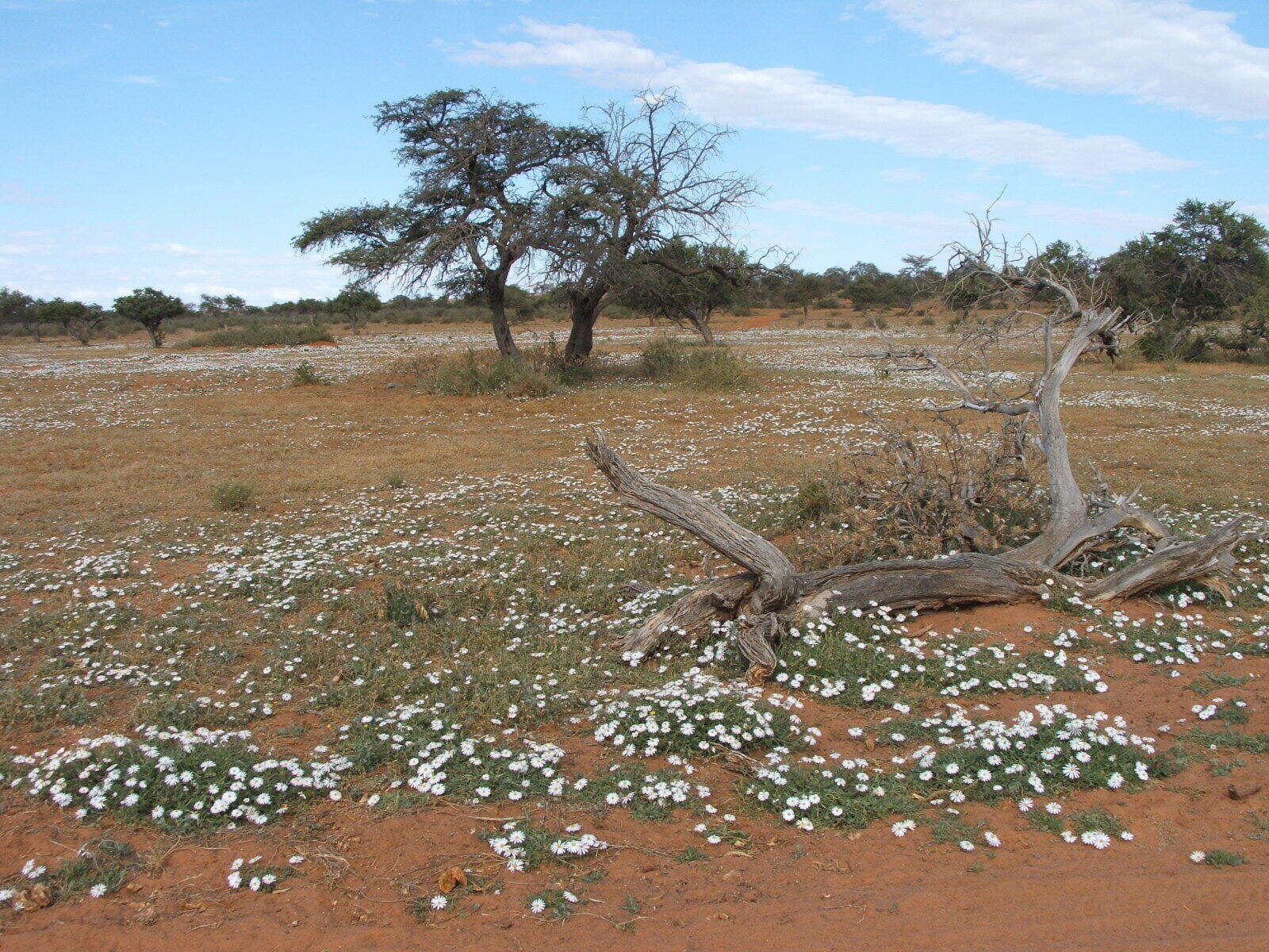 Image of White Dimorphotheca