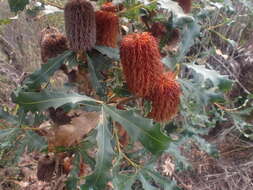 Image of Oak-leaved Banksia