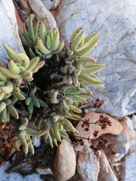 Image of Crassula garibina Marloth & Schönl.