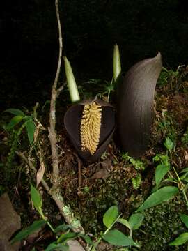 Image of Gorgonidium vermicidum (Speg.) Bogner & Nicolson