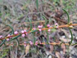 صورة Hypocalymma robustum (Endl.) Lindl.