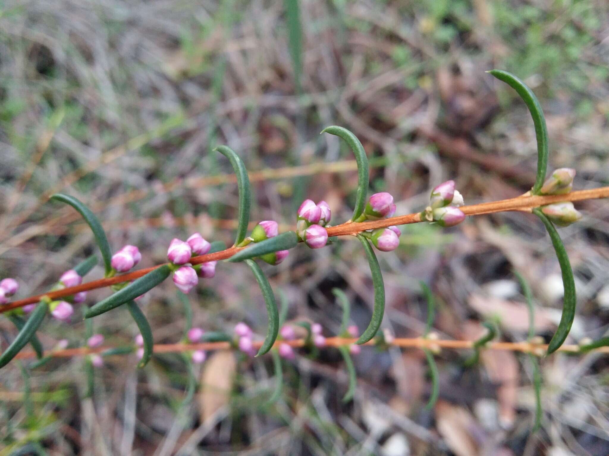 Hypocalymma robustum (Endl.) Lindl. resmi