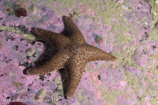 Image of Cycethra