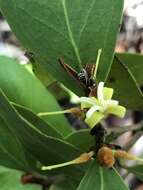 Image of Persoonia laurina subsp. laurina