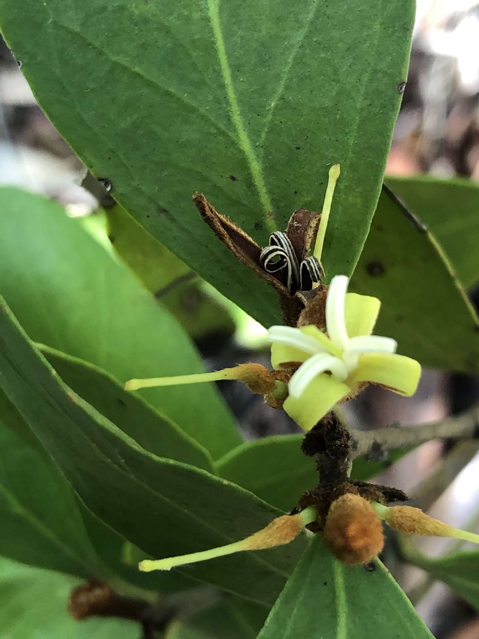 Image of Persoonia laurina subsp. laurina