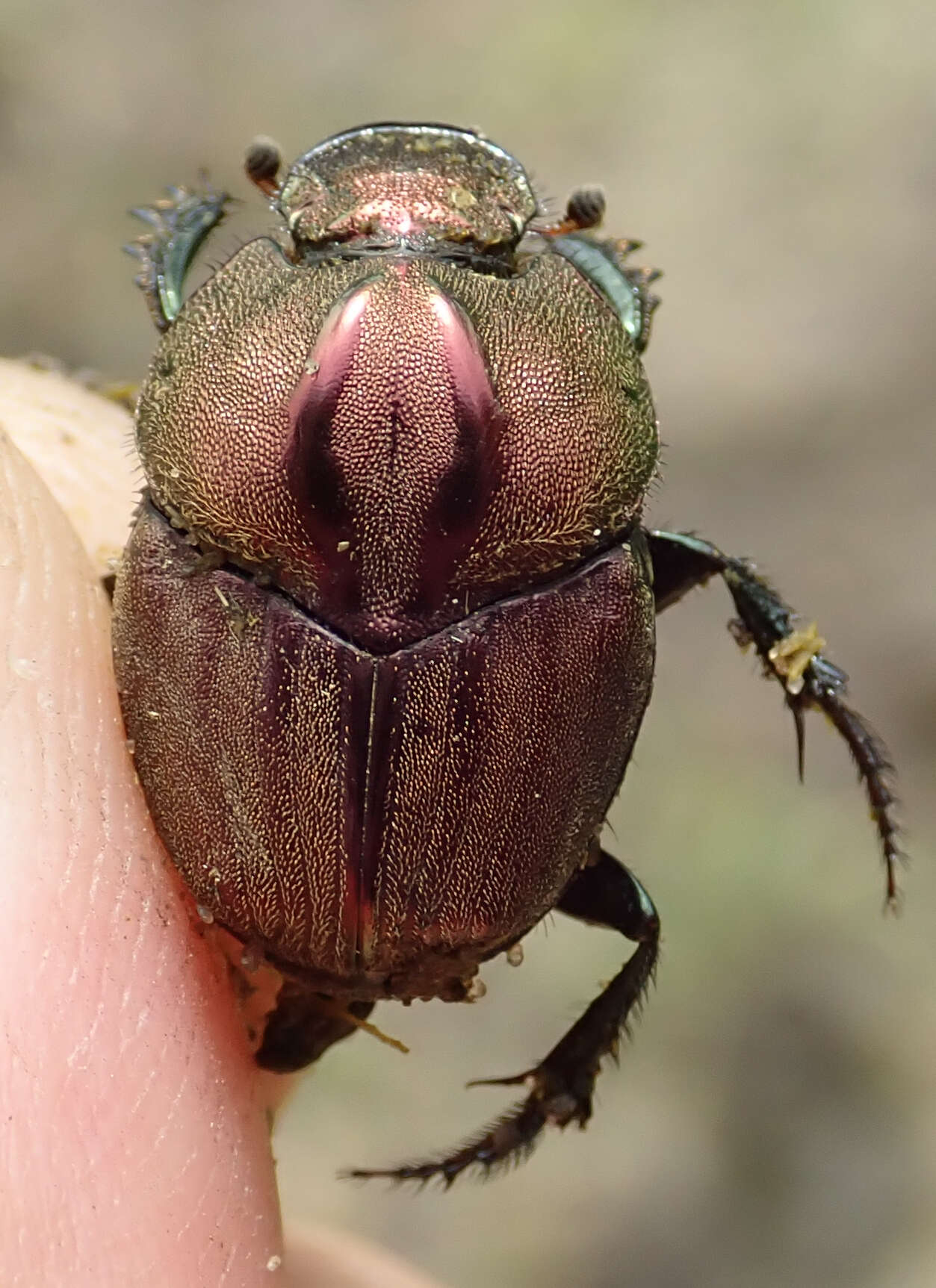 Image of Proagoderus bicallosus (Klug 1855)