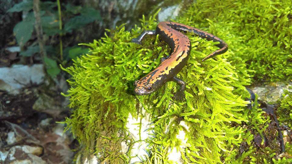 Image of Broadfoot Mushroomtongue Salamander