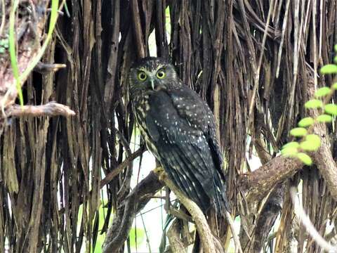 Image of Ninox novaeseelandiae novaeseelandiae (Gmelin & JF 1788)