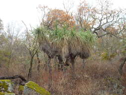 Image de Nolina beldingii Brandegee