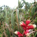 Image of Guzmania calamifolia André ex Mez