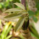 Image of Schefflera troyana (Urb.) A. C. Sm.