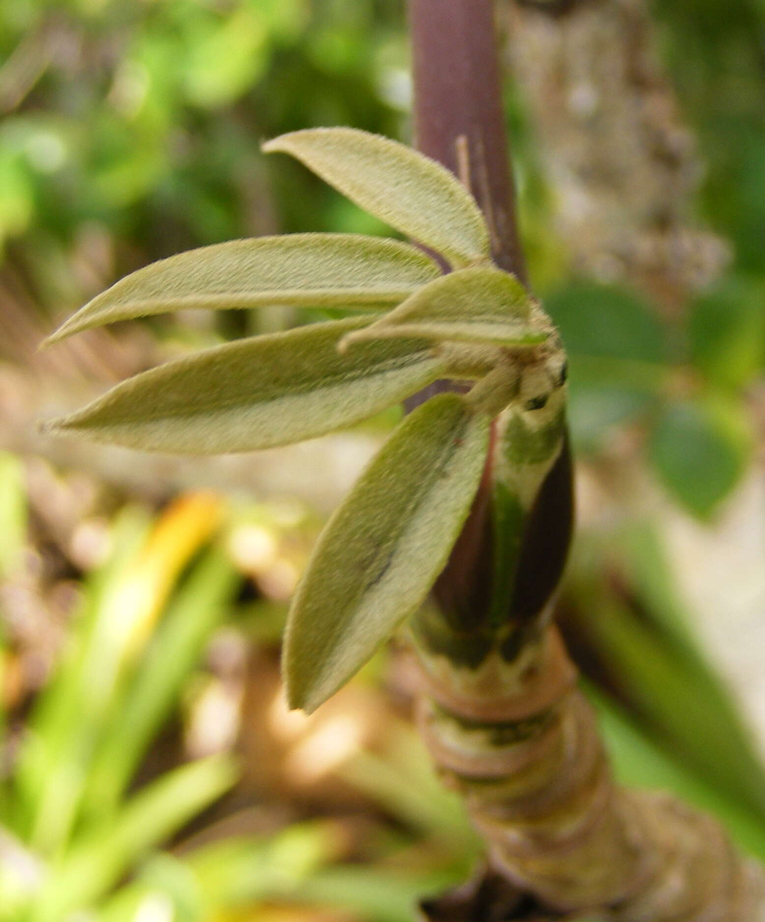Image of Schefflera troyana (Urb.) A. C. Sm.