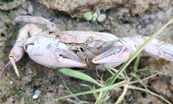 صورة Potamon hippocratis Ghigi 1929