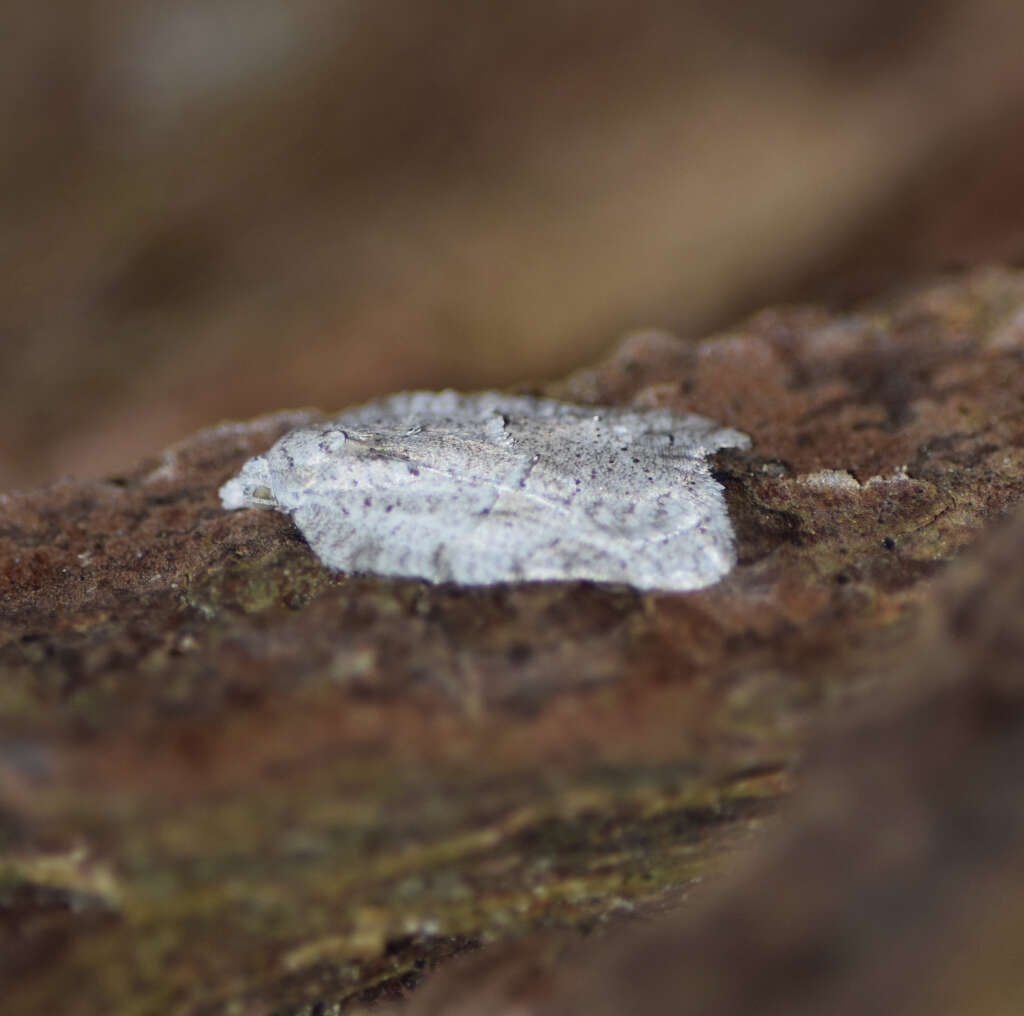 صورة Acleris placidus Yasuda & Kawabe 1980