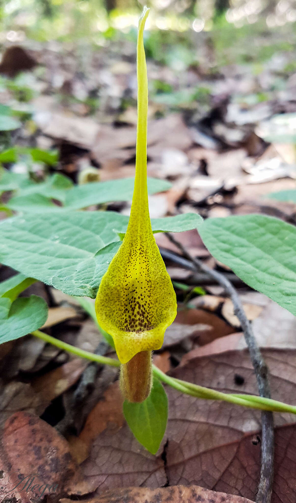 Image of Aristolochia pringlei Rose