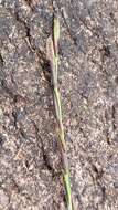 Image of Broad Stalk Grass