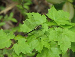 Image of Pygmy Clubtails