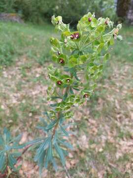 Euphorbia characias subsp. characias resmi