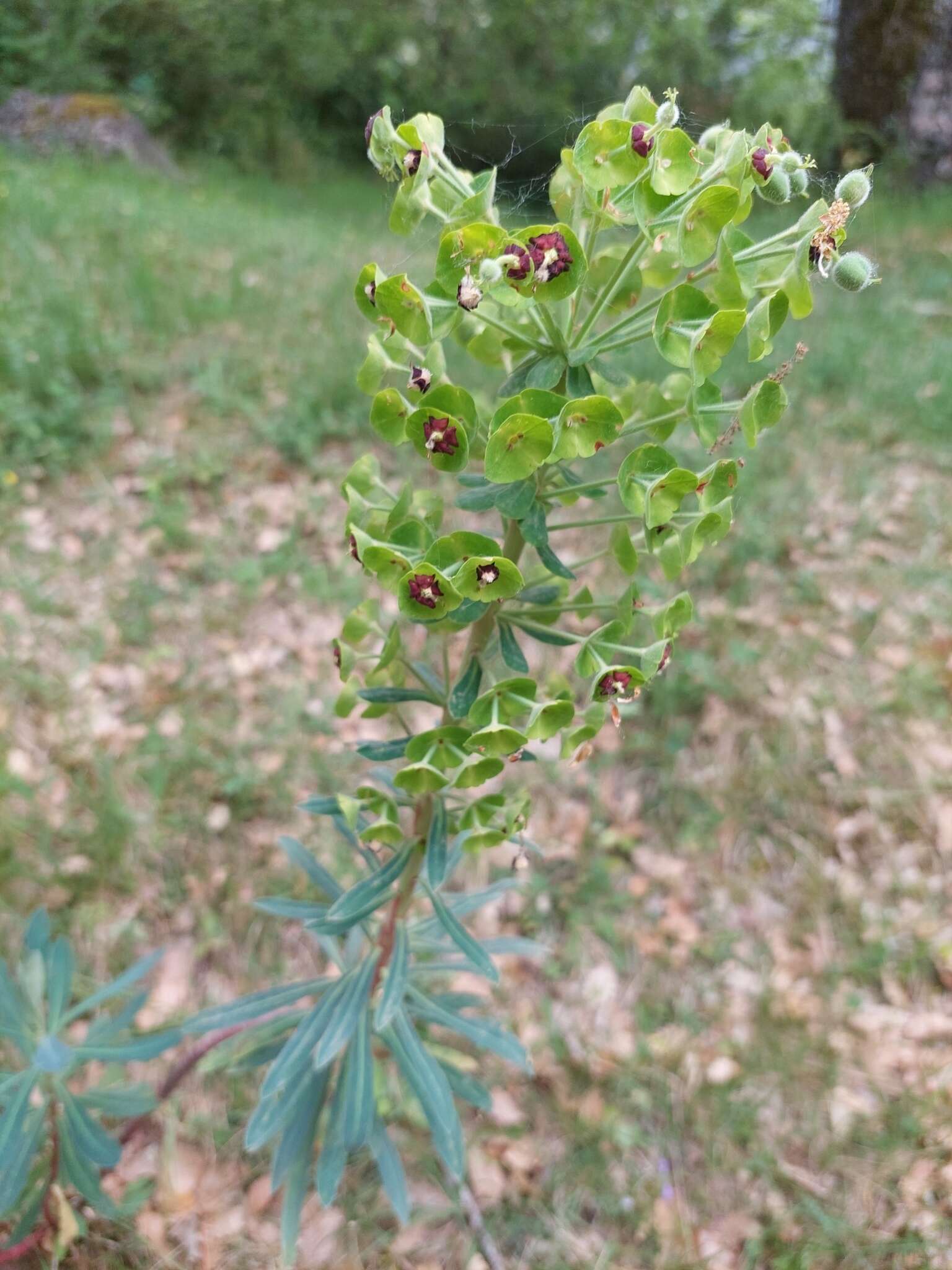 Image of Euphorbia characias subsp. characias