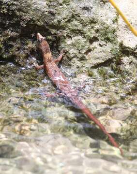 Image of Chinese water skink