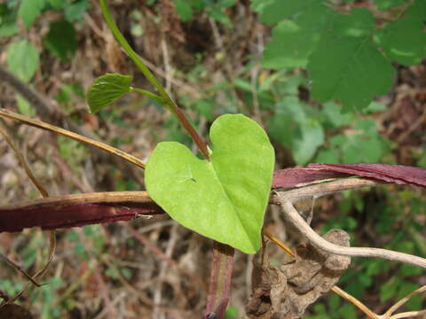 Image of Ipomoea splendor-sylvae House