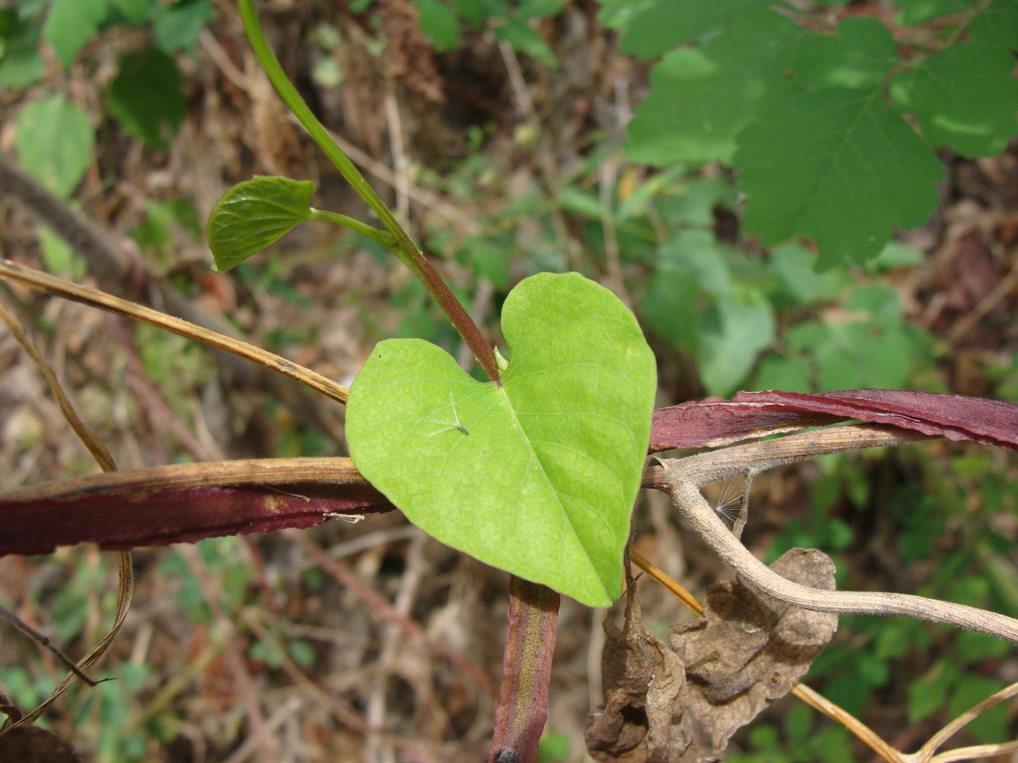 Plancia ëd Ipomoea splendor-sylvae House