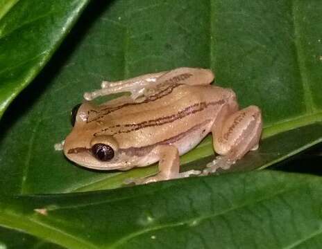 Image de Leptopelis argenteus (Pfeffer 1893)