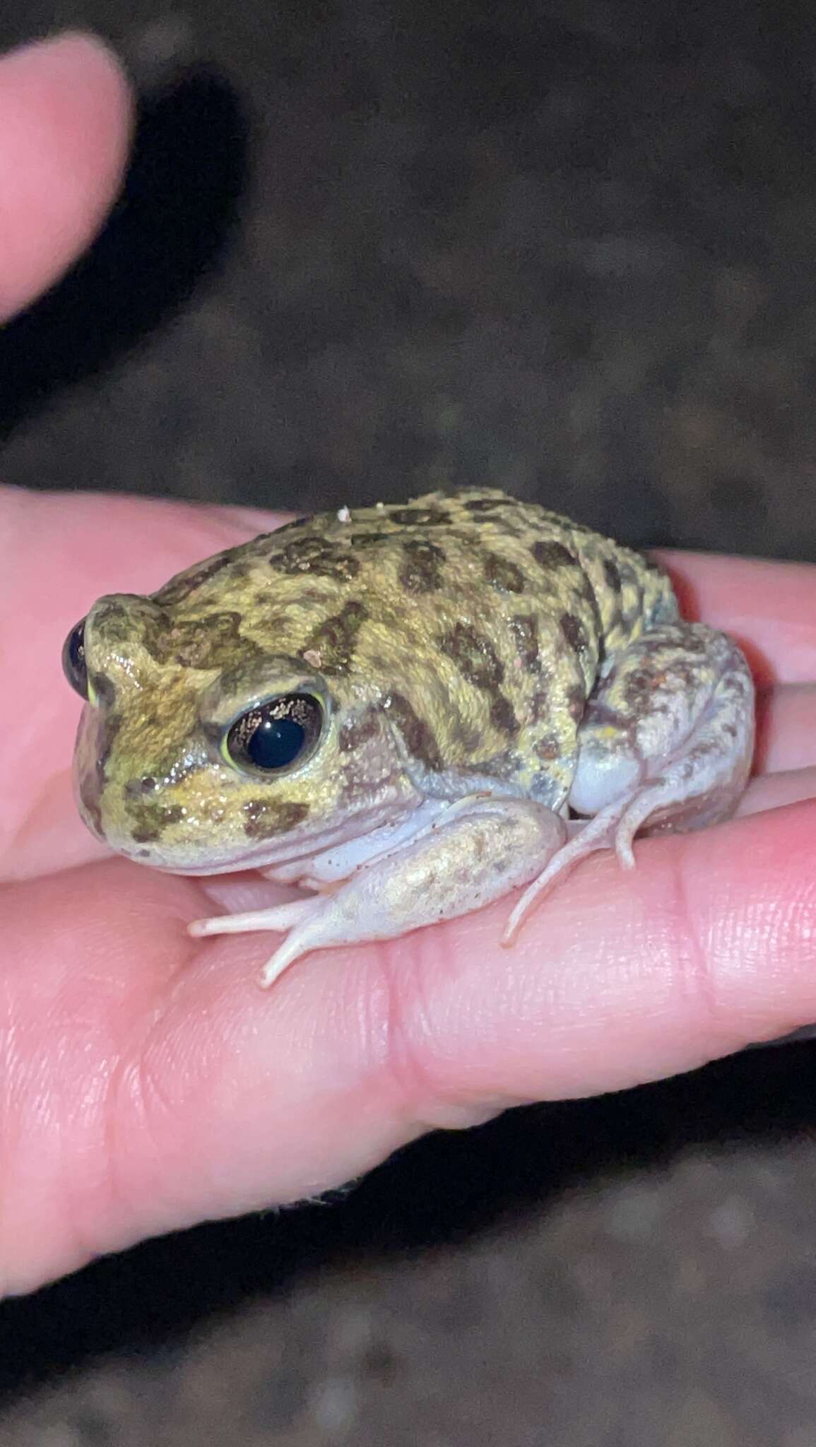 Image of Painted Burrowing Frog