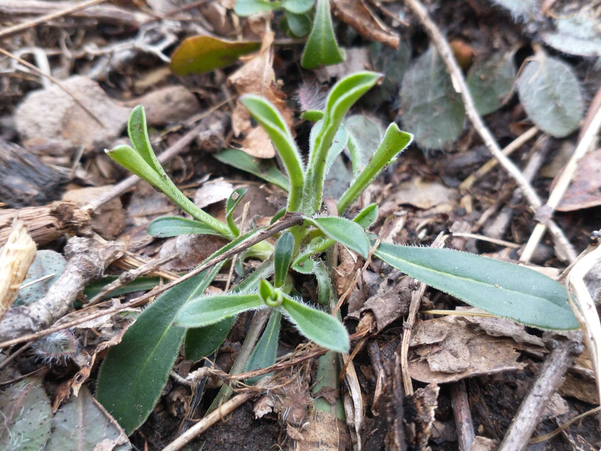 Image de Silene caroliniana subsp. pensylvanica (Michx.) R. T. Clausen