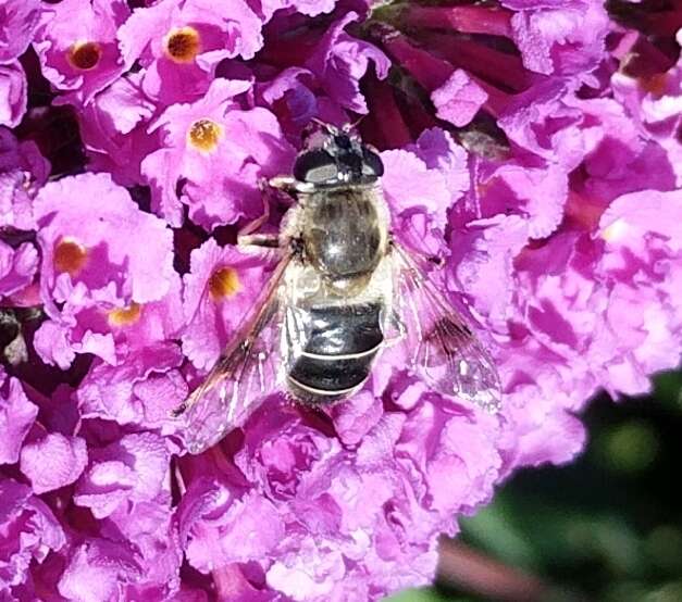 صورة Eristalis alpina (Panzer 1798)