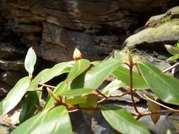 Plancia ëd Rhododendron minus Michx.