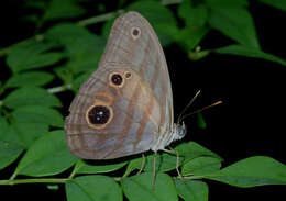 Image of Magneuptychia tricolor Hewitson 1850