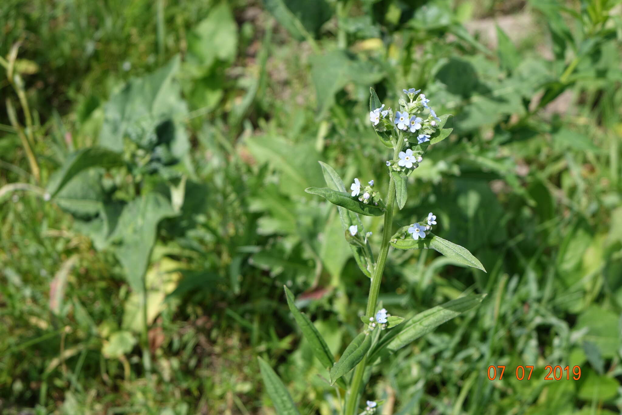 Image of manyflower stickseed