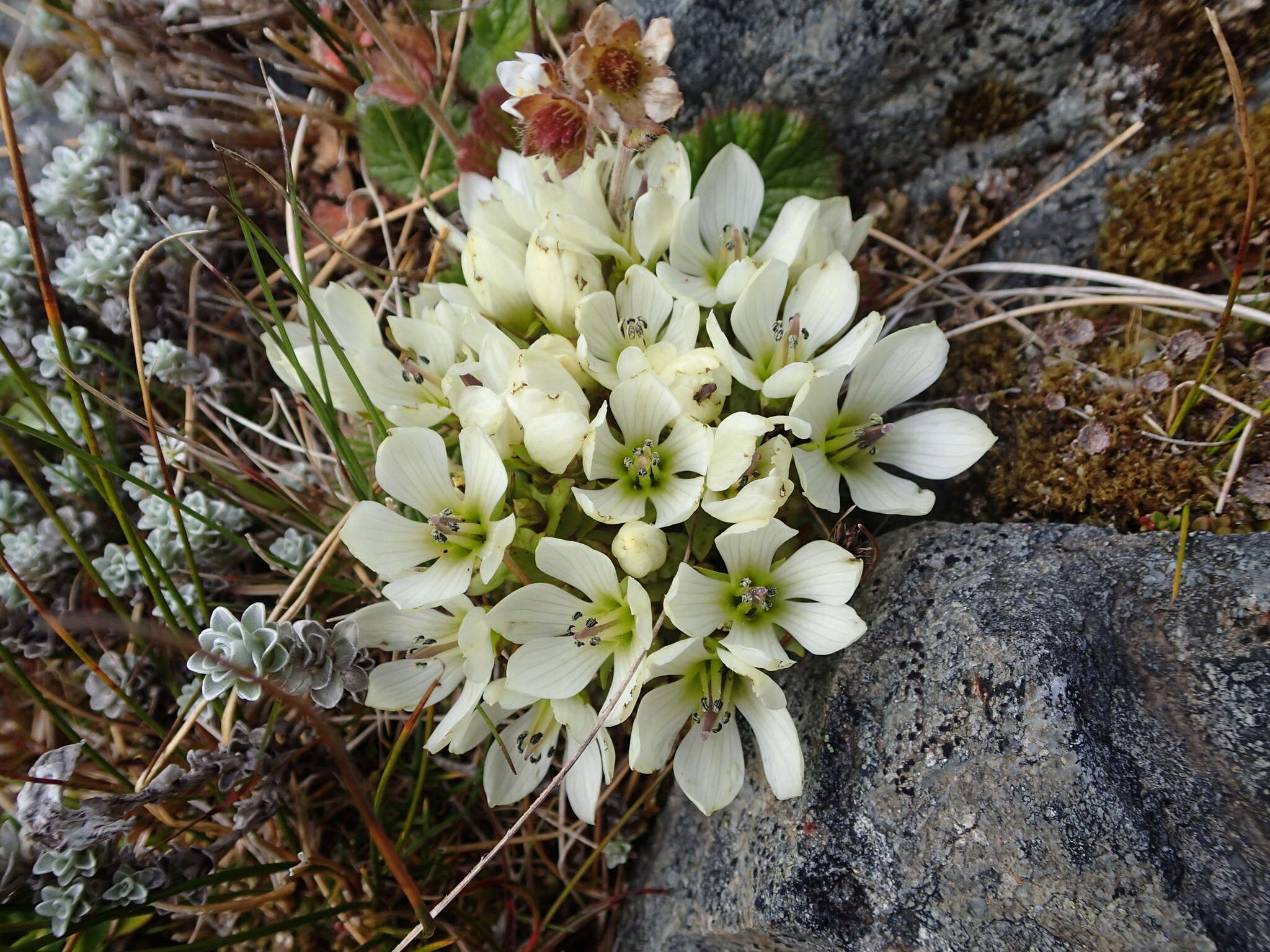 Image of Gentianella divisa (Kirk) Glenny