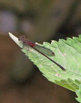 Image of Hetaerina rosea Selys 1853