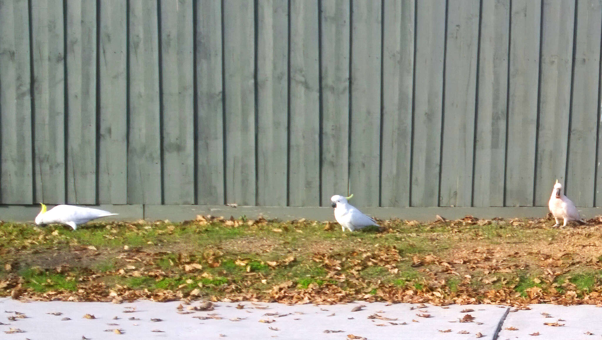 Image of Sulphur-crested Cockatoo