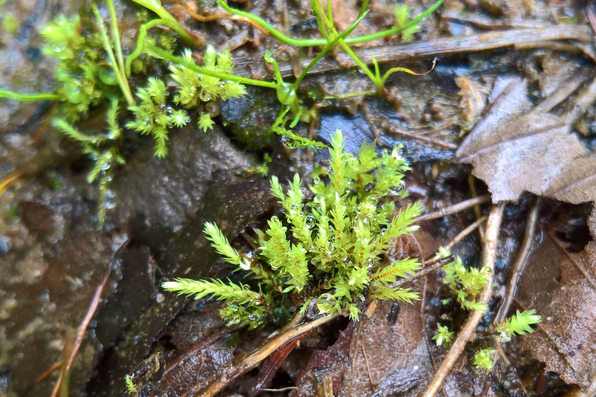 Image of Wahlenberg's pohlia moss