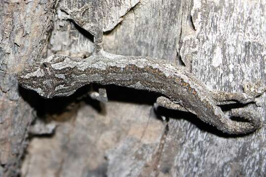 Image of Eastern Spiny-tailed Gecko