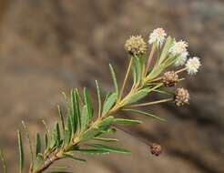 Image of Pancheria elegans Brongn. & Gris.