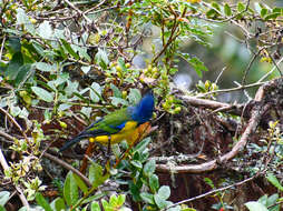 Image of Black-chested Mountain Tanager