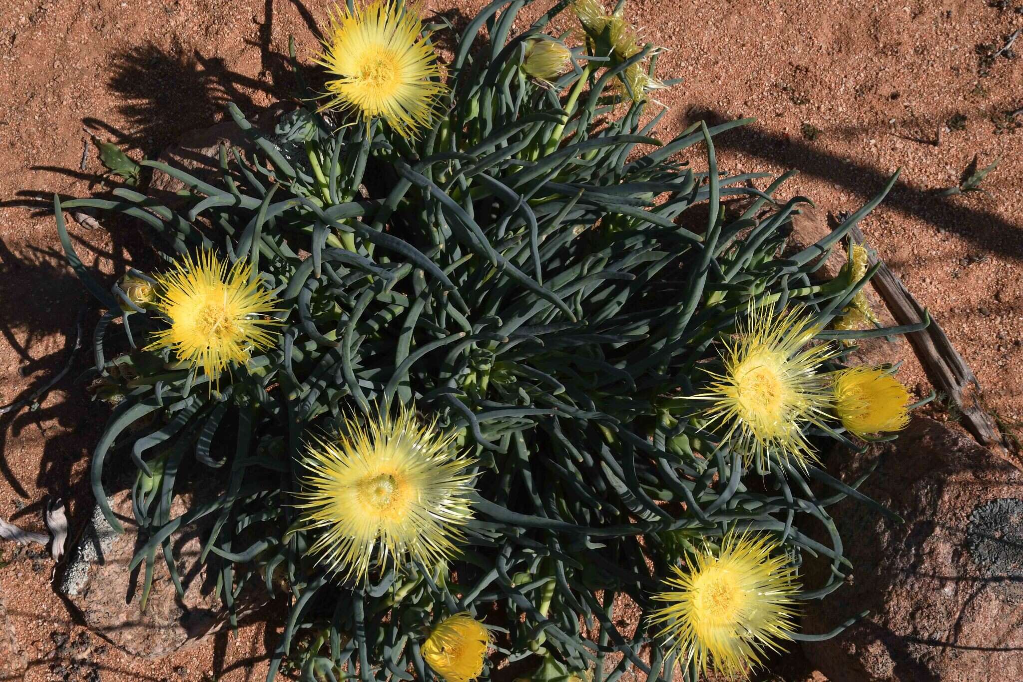 Image of Conicosia elongata (Haw.) Schwant.