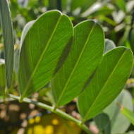 Tephrosia purpurea subsp. canescens (E. Mey.) Brummitt的圖片