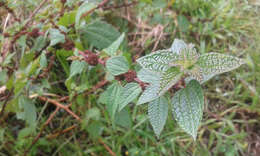 Image of Phenax hirtus (Sw.) Wedd.