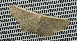 صورة Idaea costaria Walker 1863