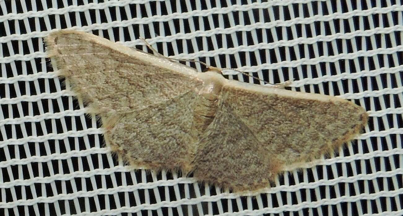 صورة Idaea costaria Walker 1863