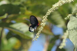 Image of Atrophaneura zaleucus (Hewitson 1865)