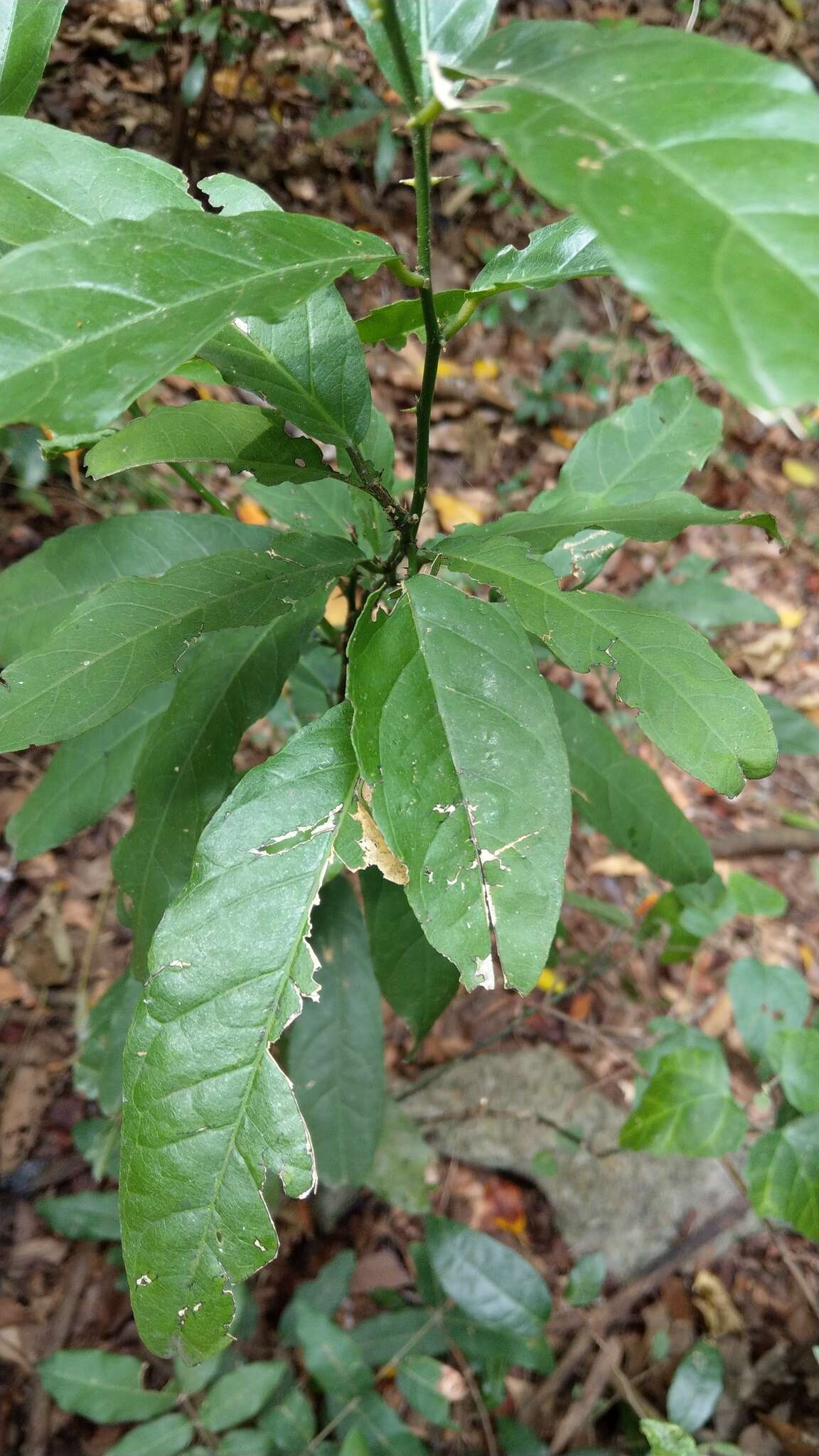 Слика од Capparis micracantha DC.