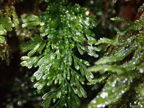 Hymenophyllum flexuosum A. Cunn. resmi