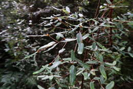 Слика од Eucryphia lucida (Labill.) Baillon